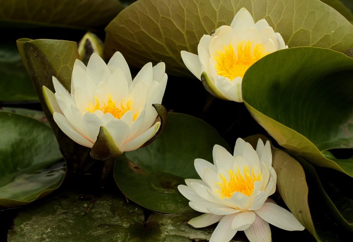 White water lilies with yellow centers