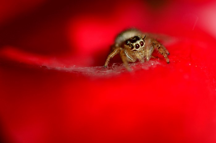 Jumping spider on a red surface