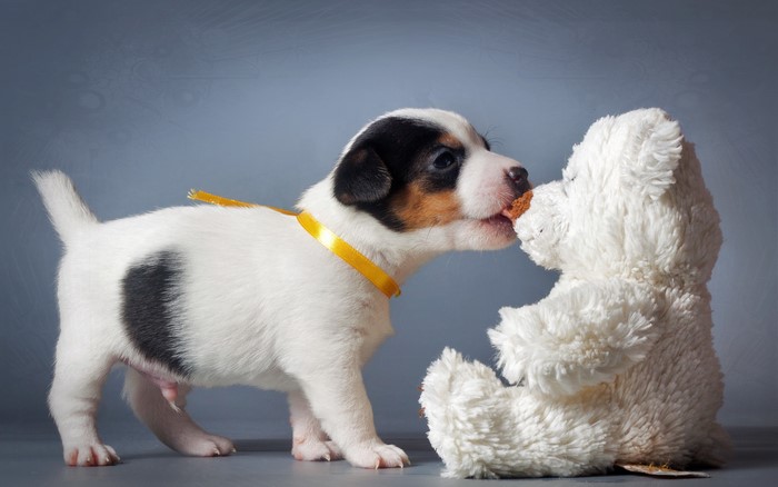 Puppy eating a treat from a teddy bear