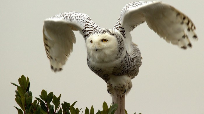 Snowy owl perched on a wooden post