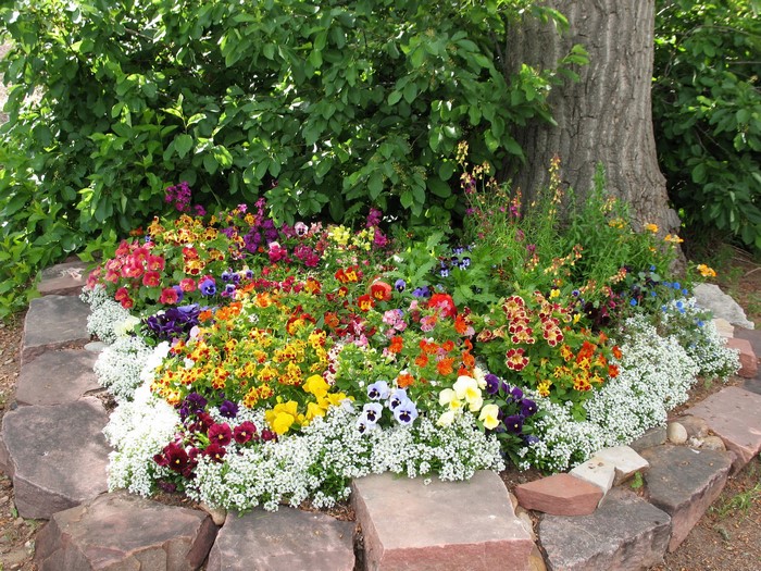 Colorful flower bed around a large tree trunk
