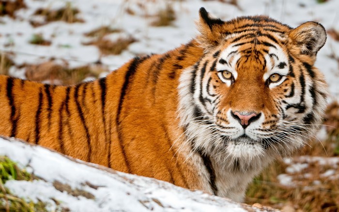 Tiger in a snowy environment