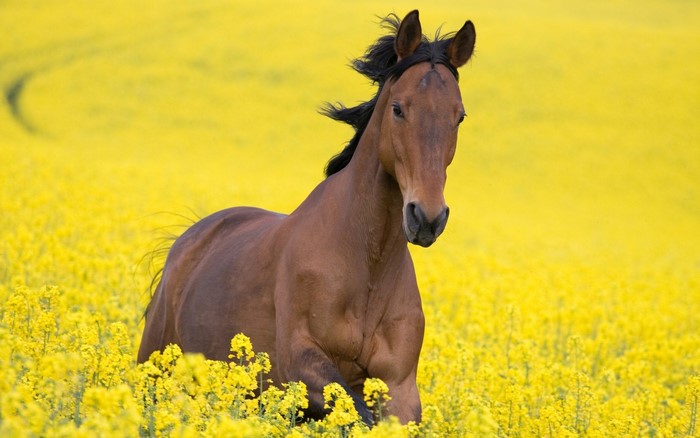 Brown horse running through a yellow field
