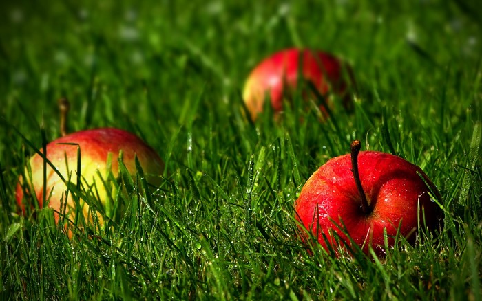 Apples on wet grass