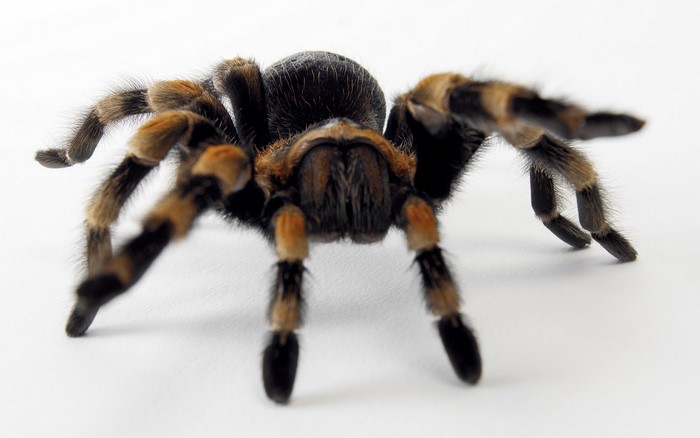 Tarantula spider on a white background