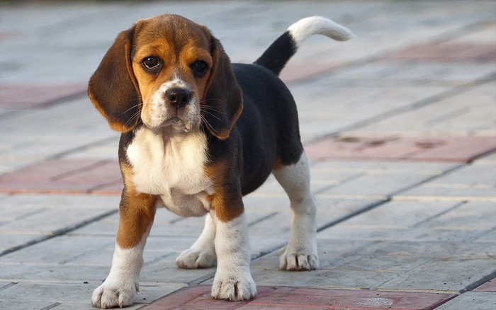 Beagle Puppy Standing on Pavement