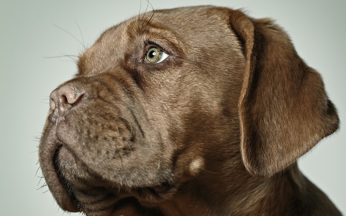 Chocolate Labrador Dog's Head in Profile
