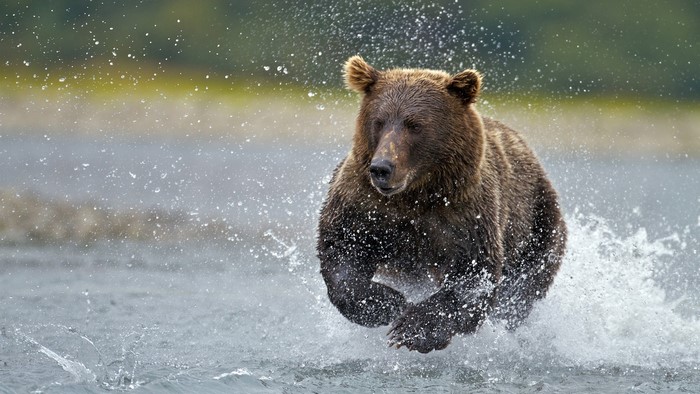 Brown bear running through water with splashes