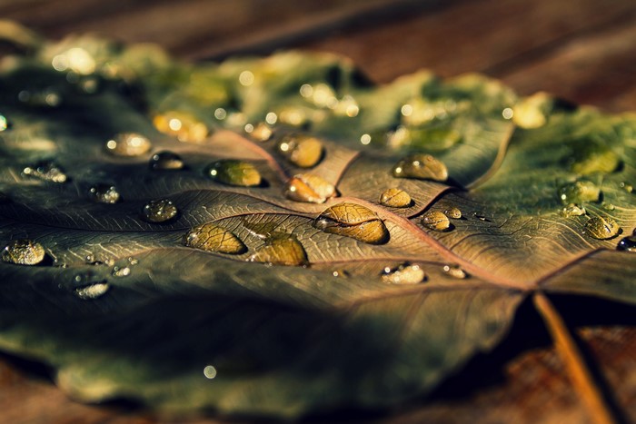 Closeup of water drops on a dry leaf