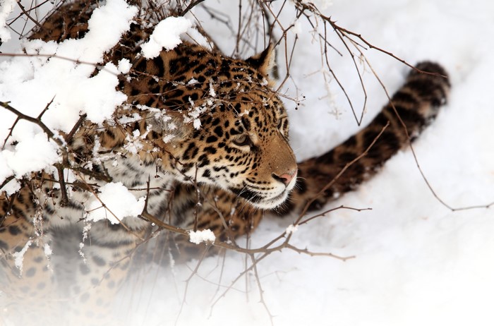 Jaguar in the Snow