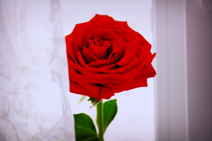 A single red rose behind a sheer curtain