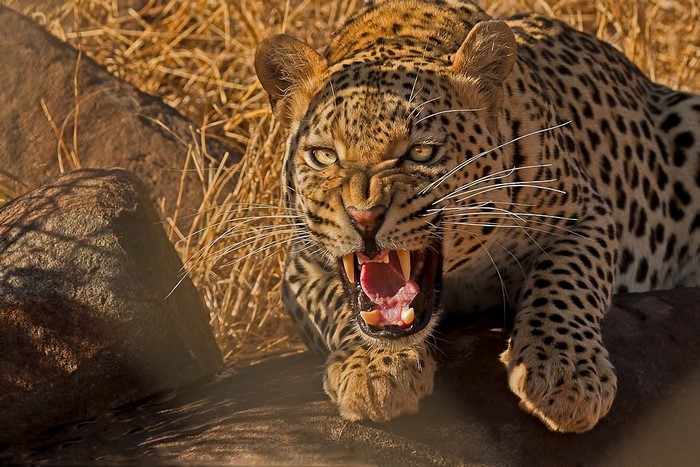 Leopard roaring with mouth open