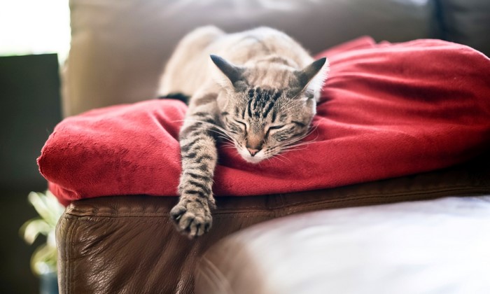 Tabby cat sleeping on a red pillow