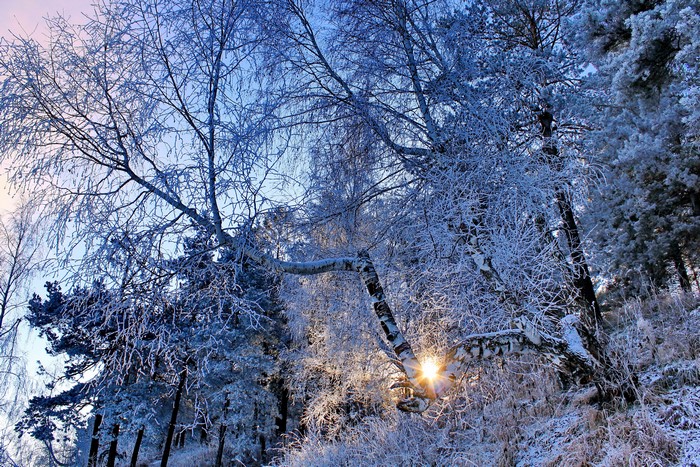 Winter forest with frosted branches and sunbeams