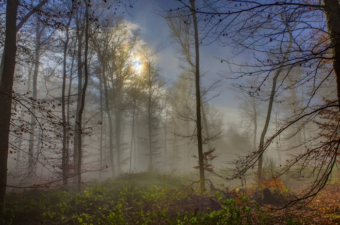 4K Foggy Forest in Germany