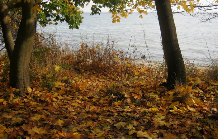 Autumn leaves by the water