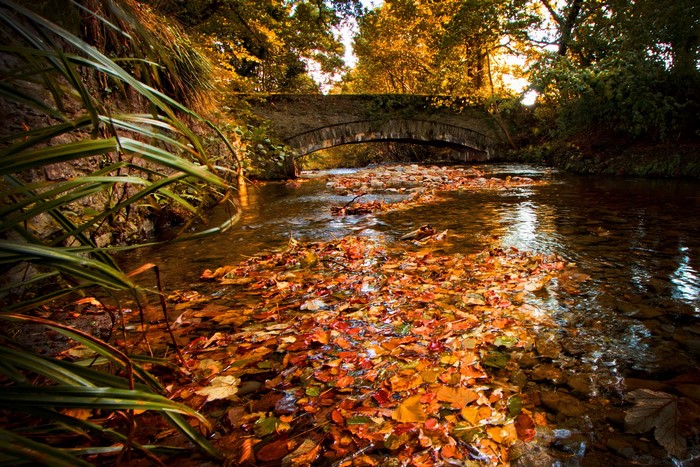 Autumn leaves float down a river under a stone bridge