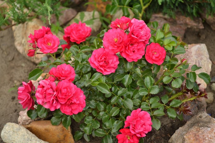A cluster of bright pink roses in a garden setting