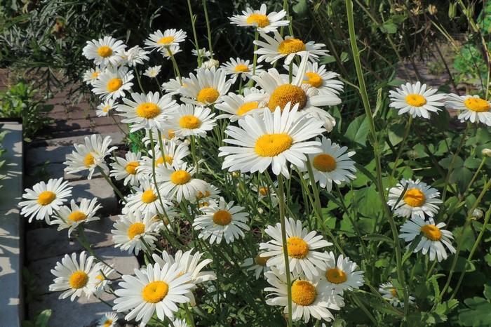 Many white daisies with yellow centers in a garden
