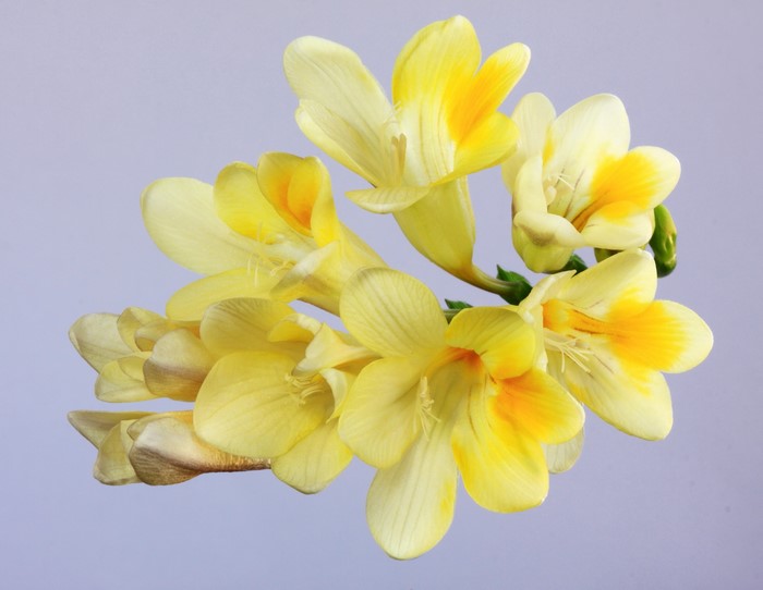 Yellow Freesia flowers