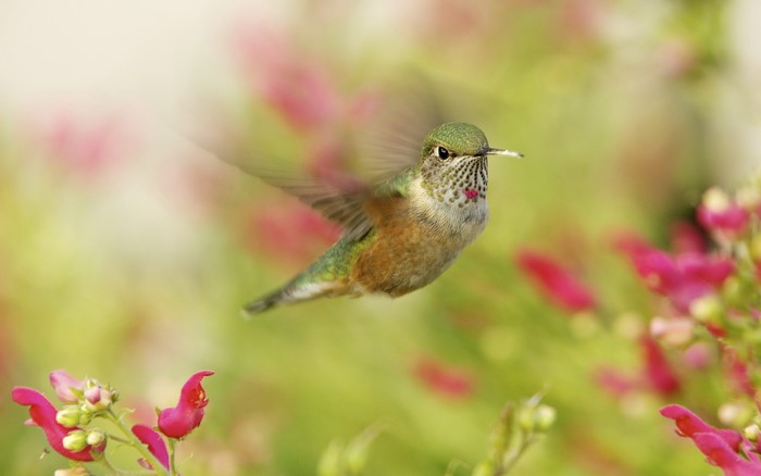 Hummingbird in flight near pink flowers