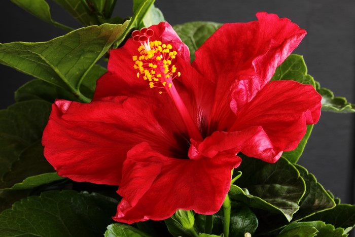 Red Hibiscus flower with green leaves