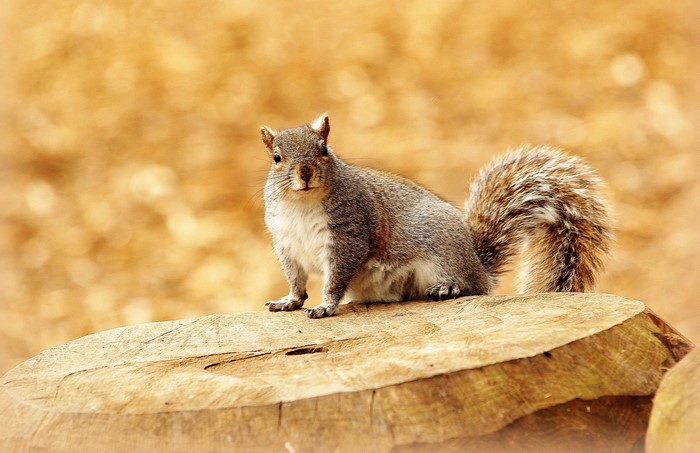 Squirrel sitting on a tree stump