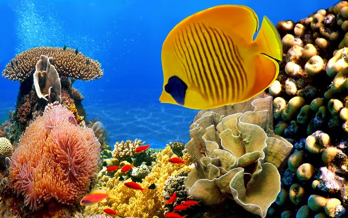 Yellow Butterflyfish and Coral Reef