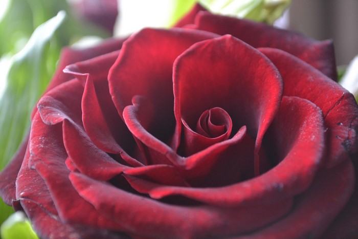 4K Red Rose Closeup