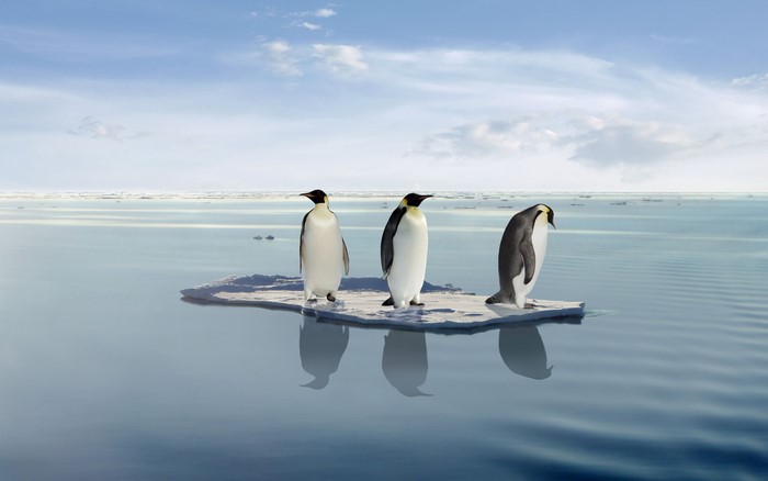 Three penguins on an ice floe in the ocean