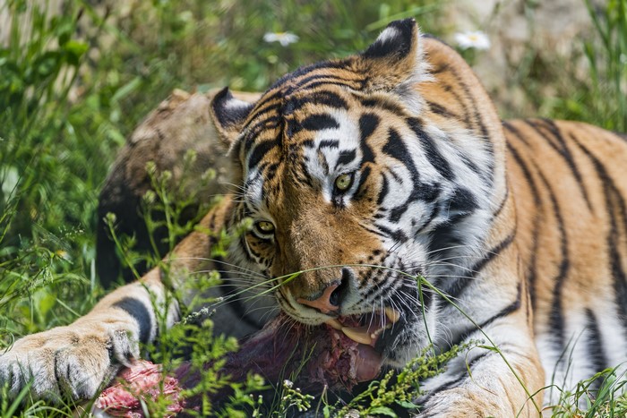 Tiger eating meat in grass