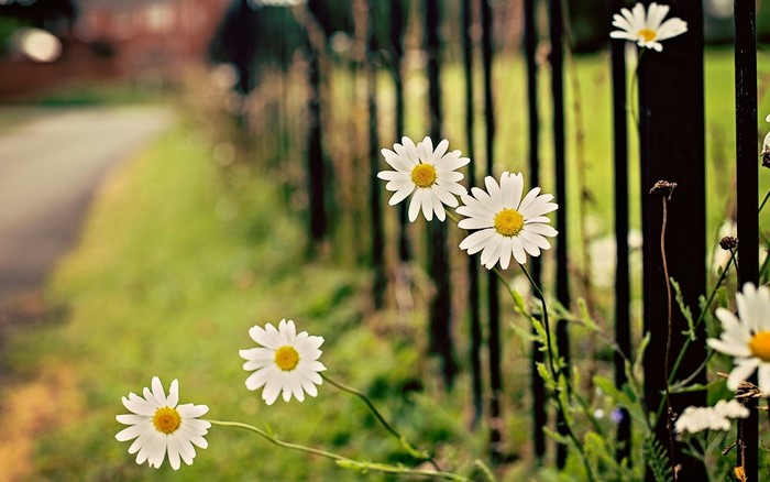 White daisies by a black fence