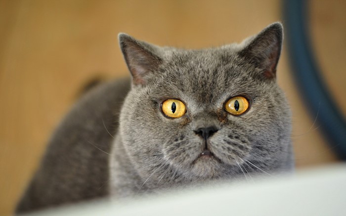 A British Shorthair cat with yellow eyes