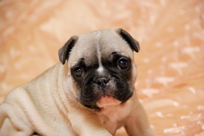 French Bulldog Puppy