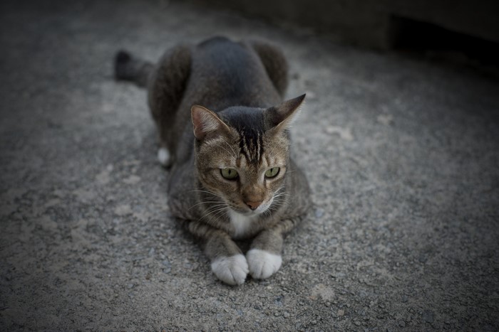 A tabby cat lies on concrete