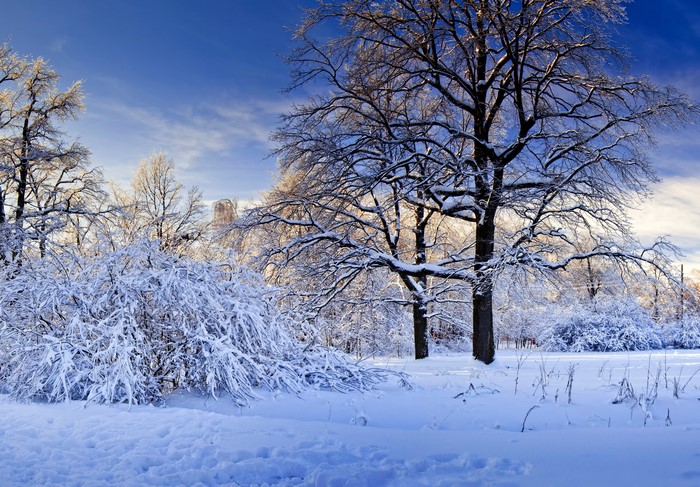 Snow covered trees in a park under a blue sky