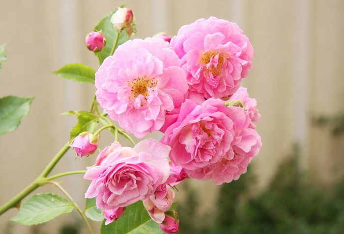 Cluster of Pink Roses with Buds