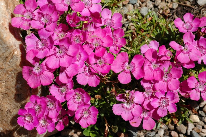Pink Dianthus flowers growing among rocks
