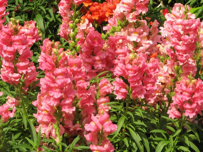 Pink and orange snapdragons in a garden