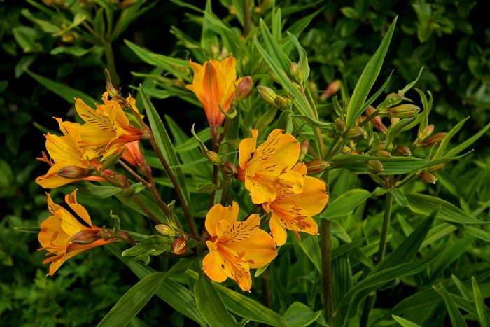 Orange and yellow Alstroemeria flowers with green leaves