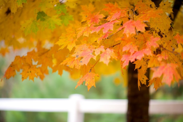 Autumn Maple Leaves