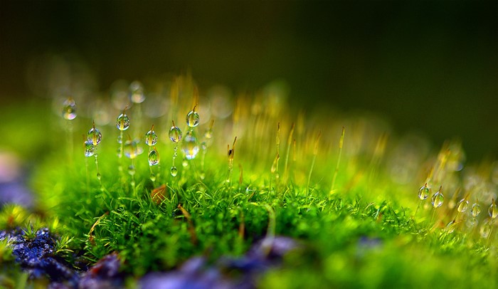 Moss with water drops on stalks