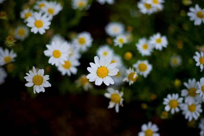 4K Camomiles
