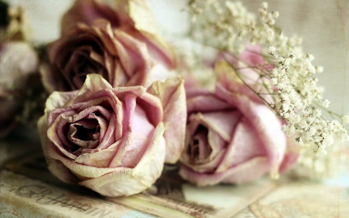 Dried pink roses with baby's breath
