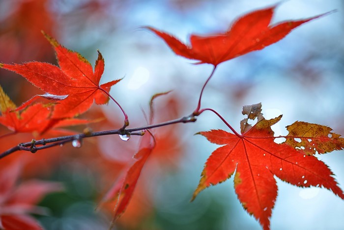 Red maple leaves on a branch with water droplets