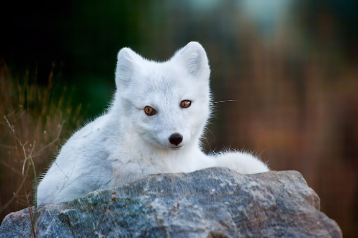 White Arctic Fox on a Rock