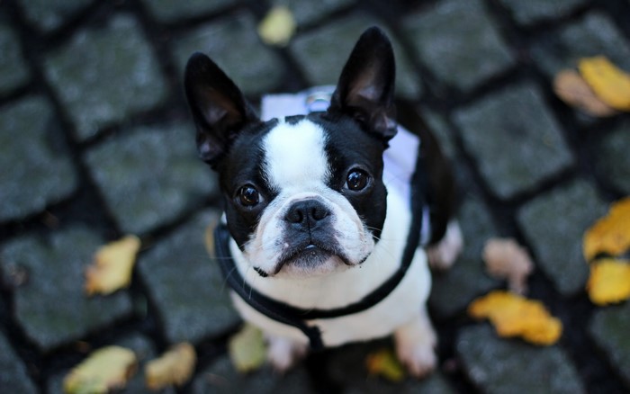Boston Terrier dog looking up at the camera
