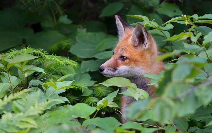 Red fox peeking through green foliage