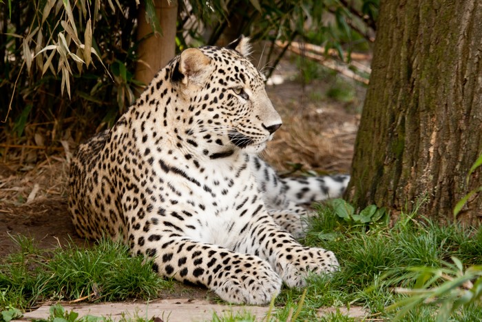 Leopard resting near a tree