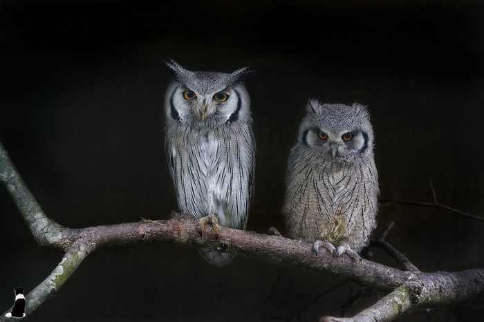 Two owls perched on a branch